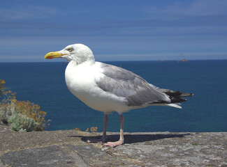 Vieux goéland cendré