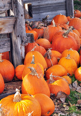 Pumpkin patch in fall celebrating autumn and Halloween