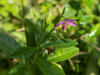 Obraz premium Vespula germanic 