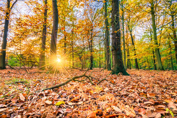 Beautiful sunset scenery of Sherwood forest. Autumn landscape in England 