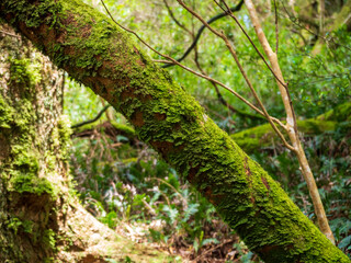 Obraz premium moss in the forest