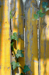 Peeling Paint & Ivy on Wood Fence Pickets