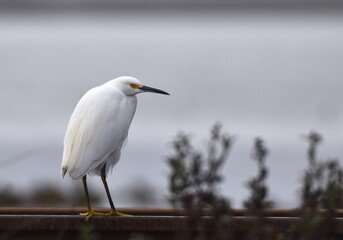 A snowy egret (Egretta thula), perched on a train track in Kirby Park, along Elkhorn Slough in California, on an overcast day.