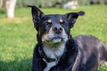 Happy dog lying in the sun
