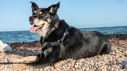 Dog lying on the beach