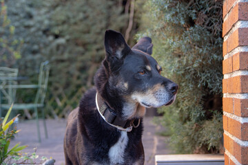 Dog waiting for someone's arrival