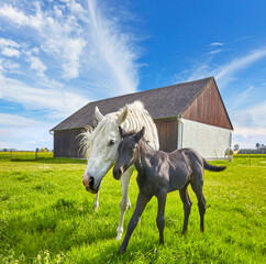Beautiful gray mare with foal on the pasture, (black and white)