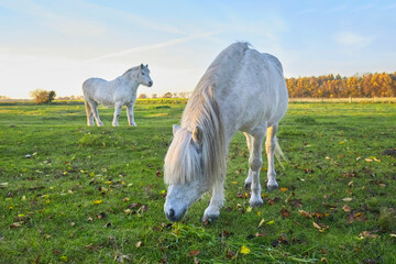 Fototapeta na wymiar Beautiful white horses on the pasture, in the evening light, while grazing.