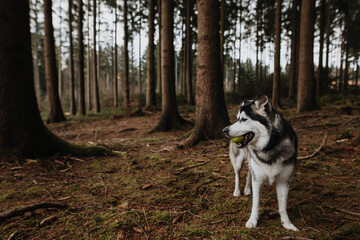 Husky Mischling spielt mit Ball im Wald 