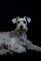 Silver white Schnauzer dog posing with black background