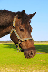 Beautiful horse portrait in the paddock.