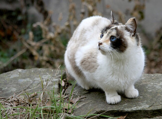 Gata con ojos azules blanca y ocres