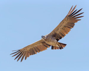 COndor Andino Juvenil