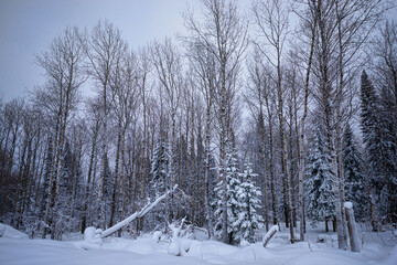 picturesque view of endless winter forest covered with fresh snow, christmas time concept 