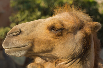 Close up profile portrait of funny cute camel head on a sunny day in the zoo.