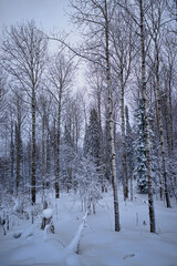 picturesque view of endless winter forest covered with fresh snow, christmas time concept 
