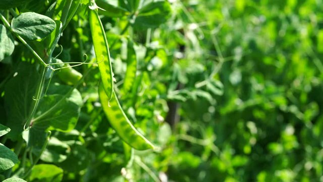 Pea plant - Pisum sativum - Legume.
