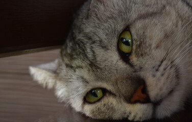 The cat and the cat's eyes are looking so cute.