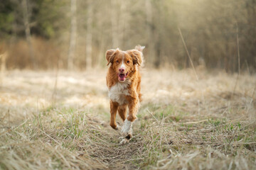 the dog runs in the field. Active pet in nature. Nova Scotia Duck Tolling Retriever, Toller