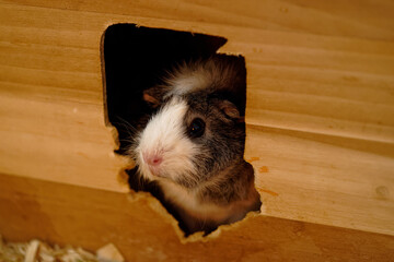 guinea pig sticking in its house