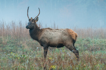 Adolescent Bull Elk Watching