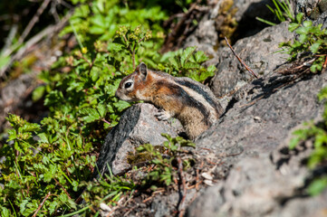 Chipmunk on a Rock