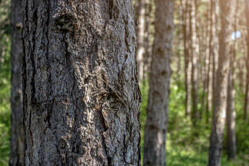 Obraz premium Close up of pine tree in the forest. Detailed bark texture of conifer evergreen tree in the woods. Blurred nature background, copy space for text.