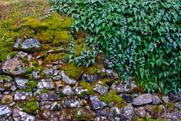 moss on stone