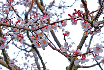 blossom in spring