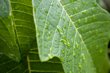 leaf with drops
