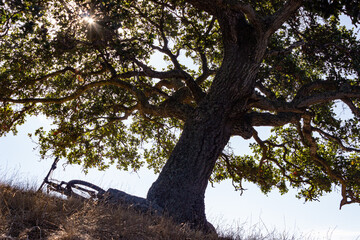 Fototapeta premium silhouette of mountain bike on it's side next to an oak tree in the east bay hills of bay area hills in california