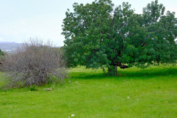 tree in the field