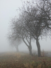 Fototapeta na wymiar Cherry Tree Avenue In November Fog, Rhineland-Palatinate