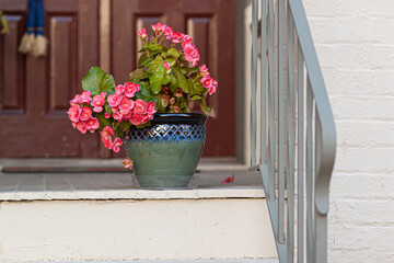 Pink geranium flowers in a decorative polished clay pottery pot in front of the entrance of a vintage house. there are metal railings, stairs, brick wall and wooden door around the decorative flower.
