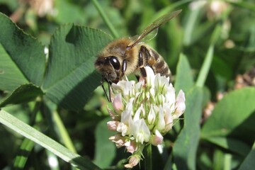 Beautiful and cute bee on a flower