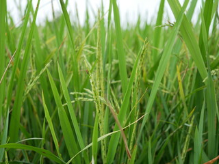 Fototapeta na wymiar rice in the rice field texture background.