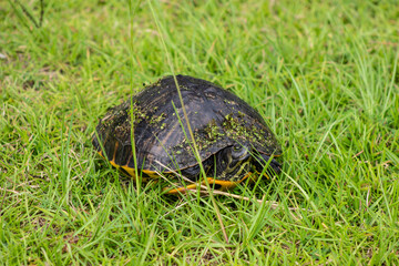 Yellow-Bellied Pond Slider Turtle poking out of it's shell