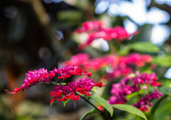 closeup of Bright pink flowers with blurred background