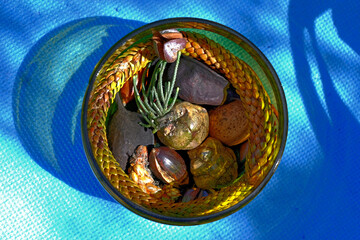 different plants and seeds in a jar
