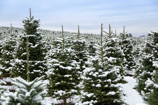 Scattered Douglas fir Christmas trees covered in snow under a clouded blue sky - Willamette Valley, Oregon