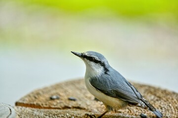 庭先に遊びに来たゴジュウカラの超アップ写真