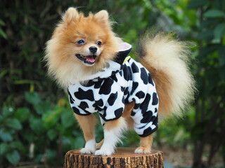 A small and cute Pomeranian dog wearing a cow pattern on wood log and blurred background.