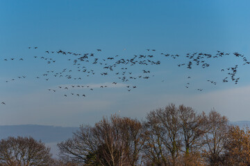 Brent Geese  in flight, Brent Goose (Branta bernicla) in Devon in England, Europe