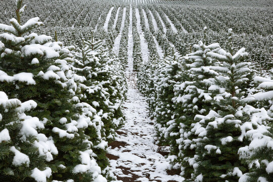 Center View of Rows of Douglas Firs at a Christmas Tree Farm Covered in Snow, a Winter Wonderland, Daytime - Willamette Valley, Oregon