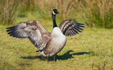 Canada Geese, Canada Goose (Branta canadensis) in environment