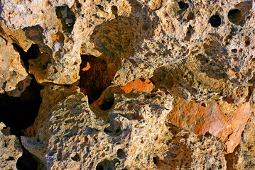 lichen on stone