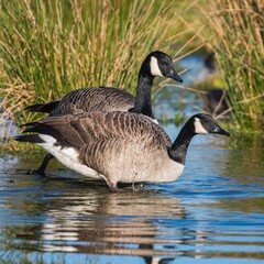 Canada Geese, Canada Goose (Branta canadensis) in environment