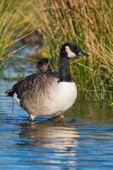 Canada Geese, Canada Goose (Branta canadensis) in environment