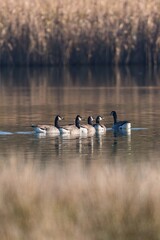 Canada Geese, Canada Goose (Branta canadensis) in environment