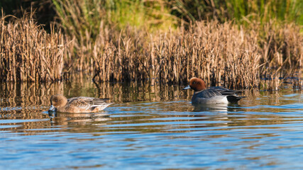 Eurasian Wigeon (Mareca penelope) birds in environment.